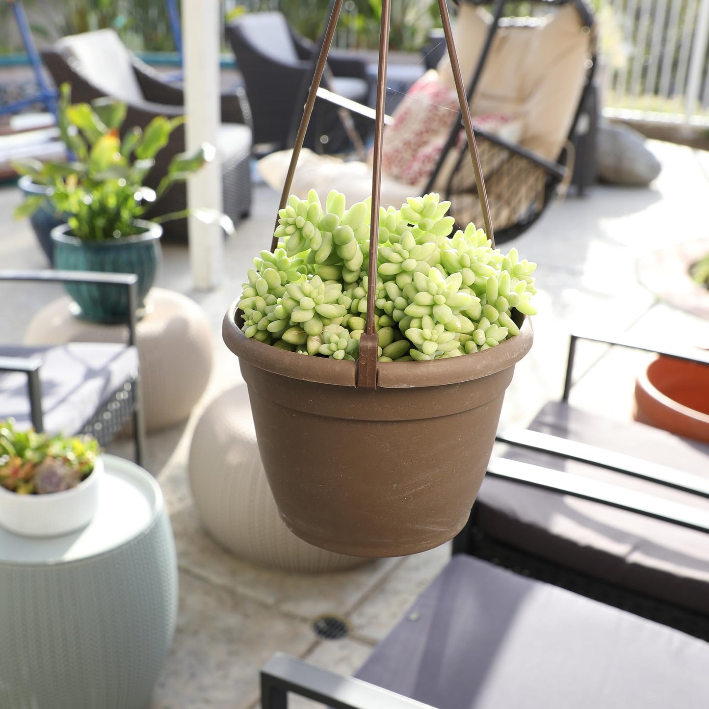 6" Sedum Burrito, Burros Tail Succulent Plants Live Succulent, Sedum Plants Live Succulents Plants Live Houseplants Live Indoor Plants Live Plants Indoor House Plants Indoors Live by Plants for Pets