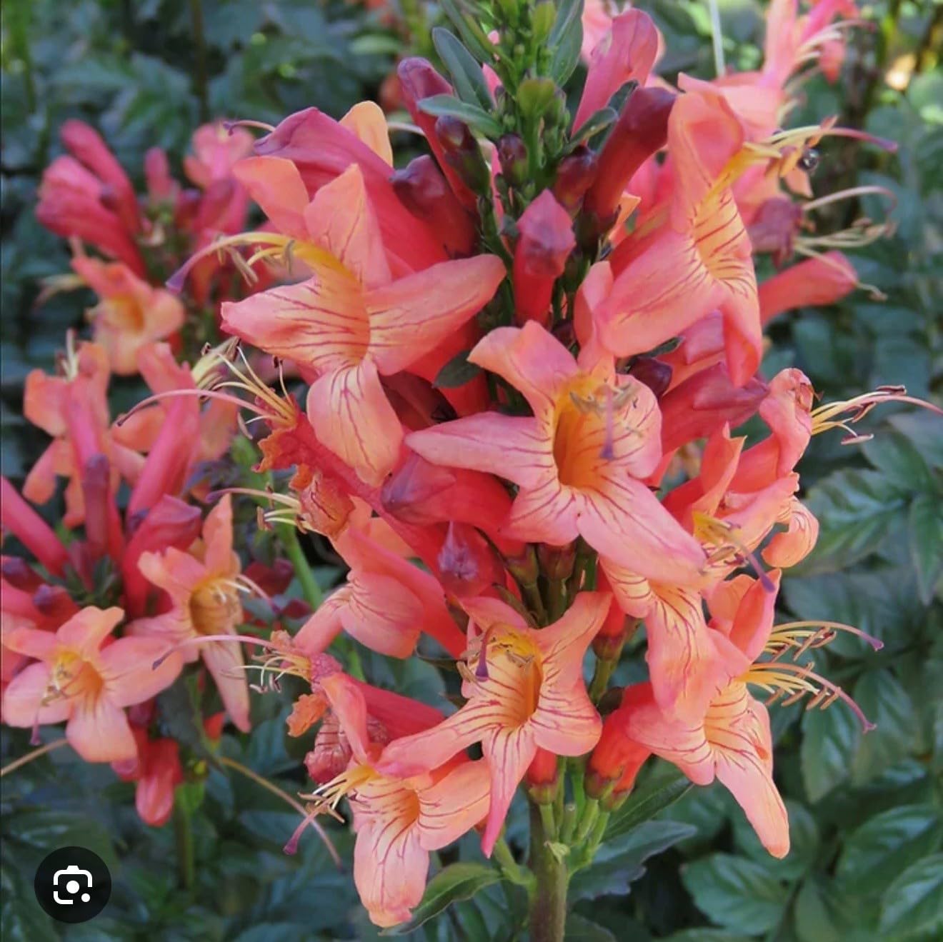 Live Plant - Cape Town Coral Tecomariasmall Rooted Starter Planthummingbird Heaven!