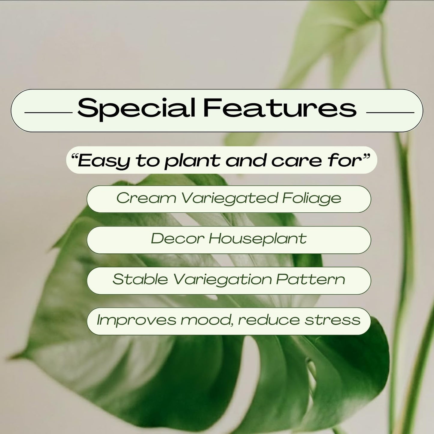 Constellation Monstera Plant, Rare Variegated Monstera Live Plant, Philodendron Houseplant for Indoor Growing, 4 to 6 Inc Tall