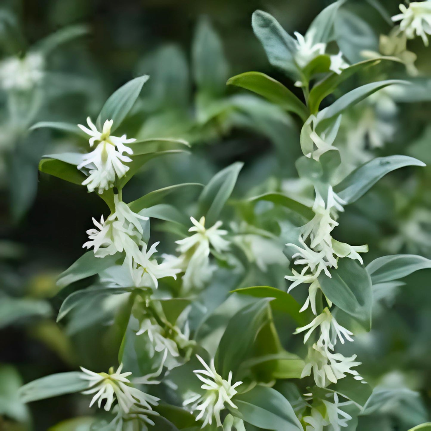 Sarcococca Sweet Box – Evergreen Fragrant Shrub with Glossy Green Foliage and Small White Blooms, Low-Maintenance Garden Accent Plant (2 Gallon/Potted/Single)