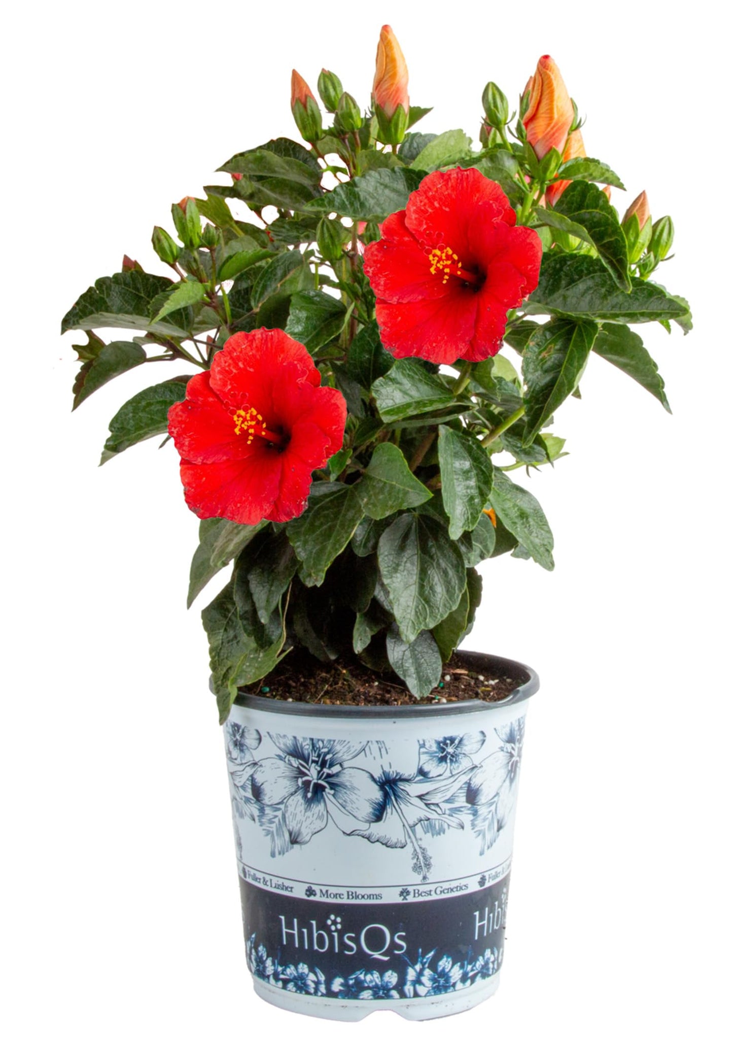Costa Farms Live Hibiscus Plant - Red Tropical Outdoor Flowering Plant, 1 Gallon Grower Pot, 16-Inches Tall - Real Summer Flowers for Patio, Deck & Garden Decor - Hummingbird & Butterfly Attractor