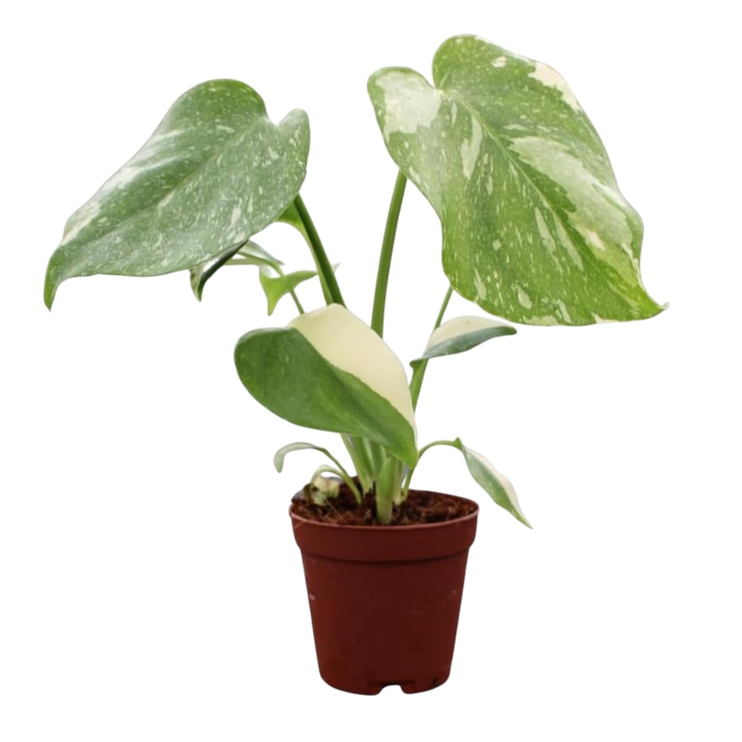 CoollectivePlants Monstera Thai Constellation – Live Indoor Plant in 2″ Grower Pot, Variegated Monstera Houseplant, Easy Care Low Maintenance Tropical Plant for Home or Office