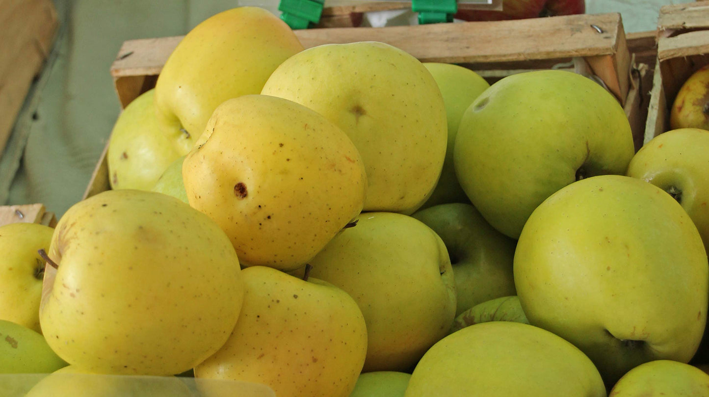 Golden Delicious Apple Tree - Grow Fresh Fruit - Live Plant Shipped 2 to 3 Feet Tall by DAS Farms