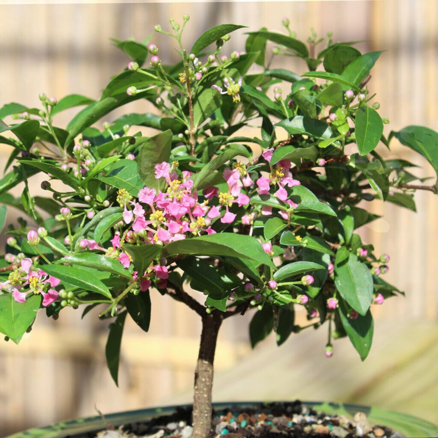 Dwarf Barbados Cherry Plant Live, Acerola Red Cherry Seedlings, 5-9” Tall, Cherry Fruit Trees for Backyard
