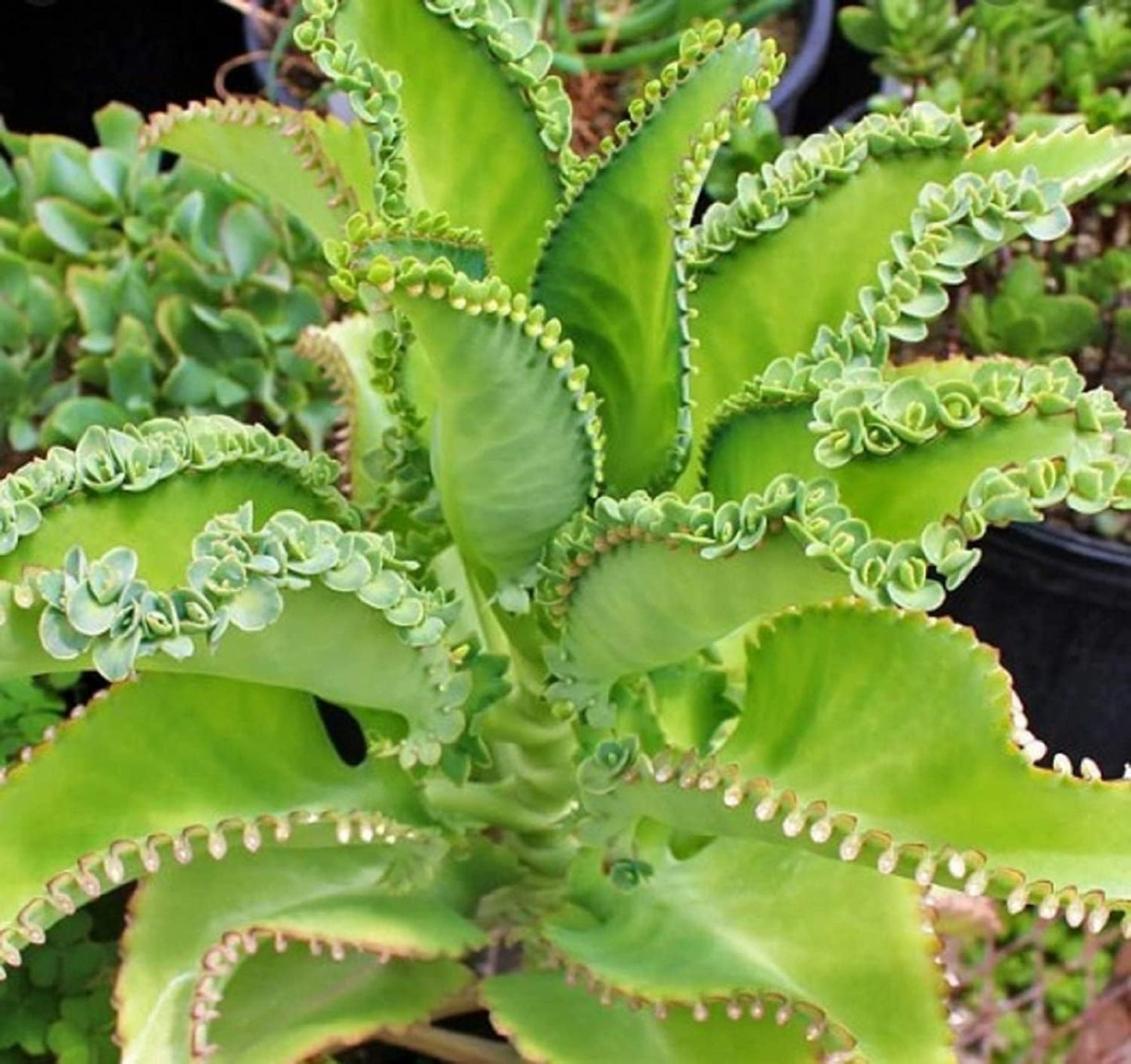 4 Mother of Thousands Live Plants - Kalanchoe daigremontiana - Mexican Hat Plant, Succulent Live Plants - Great Indoor Plant (4 Pack of Plants)