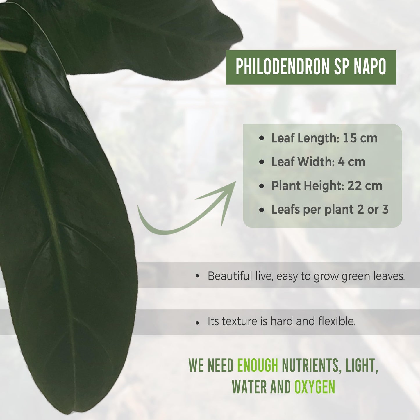 LEAL PLANTS ECUADOR Philodendron SP Napo (Pack of 2)| Heart-Shaped Green House Plant for Indoor Decor | Live Tropical Plant for Home or Office | Elephant Ear Plants