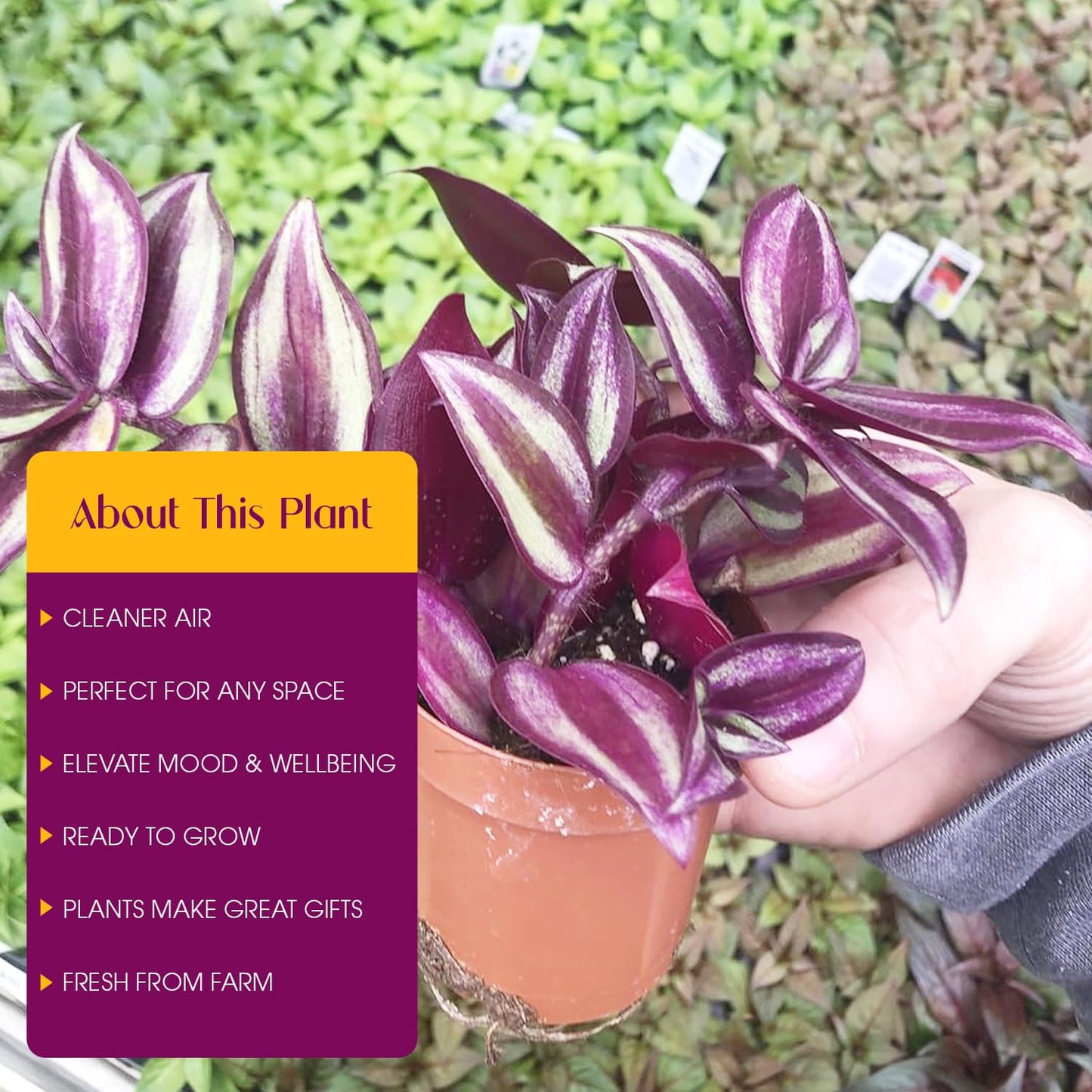 Live Tradescantia Zebrina Plant in 2.5-Inch Pot- Purple Wandering Jew - Easy Live Houseplant for Home & Office Decor - Eye-Catching Silver and Green Foliage - Indoor Gardens Air-Purifying (1)