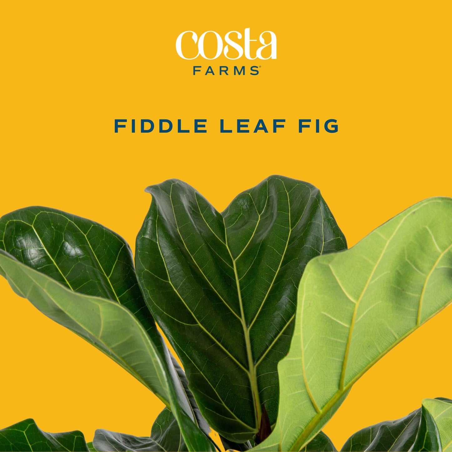 Costa Farms Baby Fiddle Leaf Fig Live Plant in Decorative Pot, Indoor Houseplant, Perfect for Home, Room, or Office Decor, Great House Warming or Birthday Gift, 12-18 Inches Tall