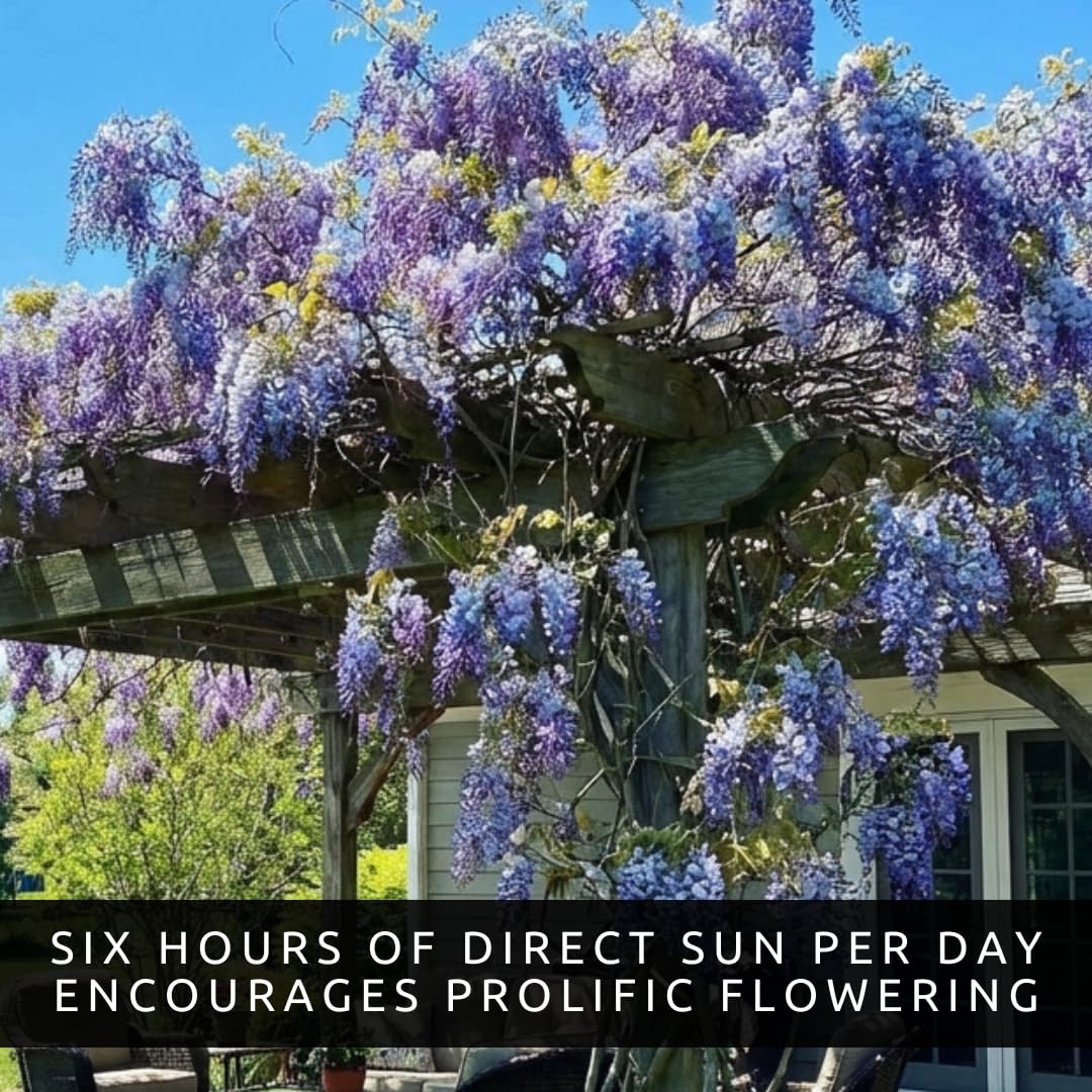 2 Wisteria Live Plants 1–2 Ft Tall – Flowering Wisteria Vine (Wisteria Floribunda) – Fast Growing Climbing Plant for Garden, Trellis, Pergola & Bonsai Training (2 Live Plants)