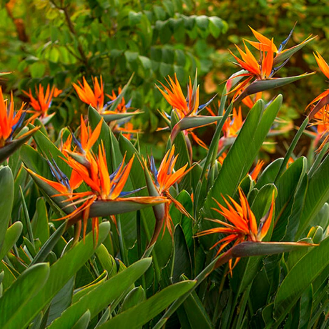 Bird of Paradise Plants - Live Tropical Ornamental Houseplant, 6-8" Indoor and Outdoor Planting, Zones 9-11 (Orange)