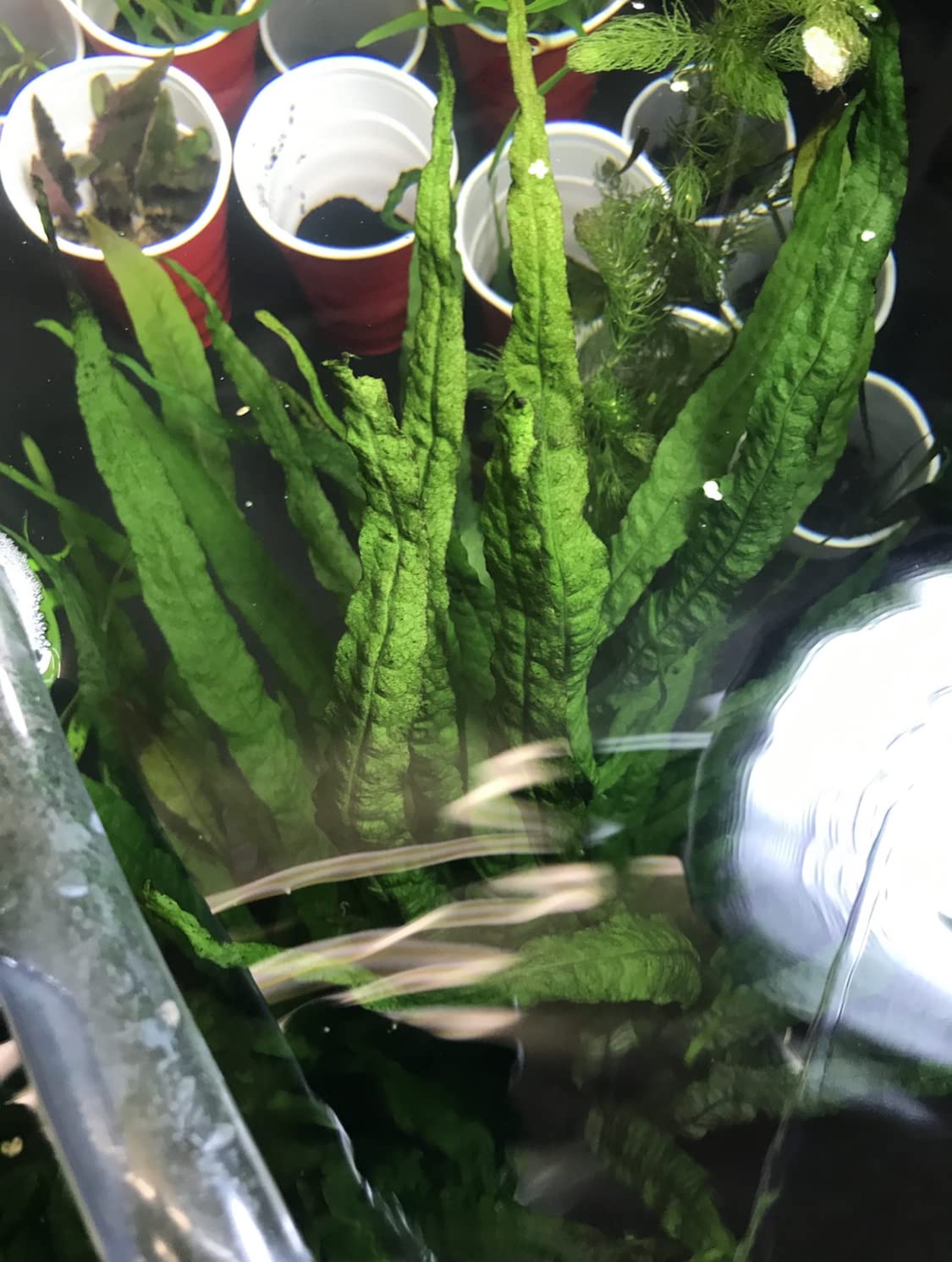 Marcus Fish Tanks - 3X Java Fern Microsorum Pteropus Easy Live Aquarium Plants Aquatic Fish Tank Plants