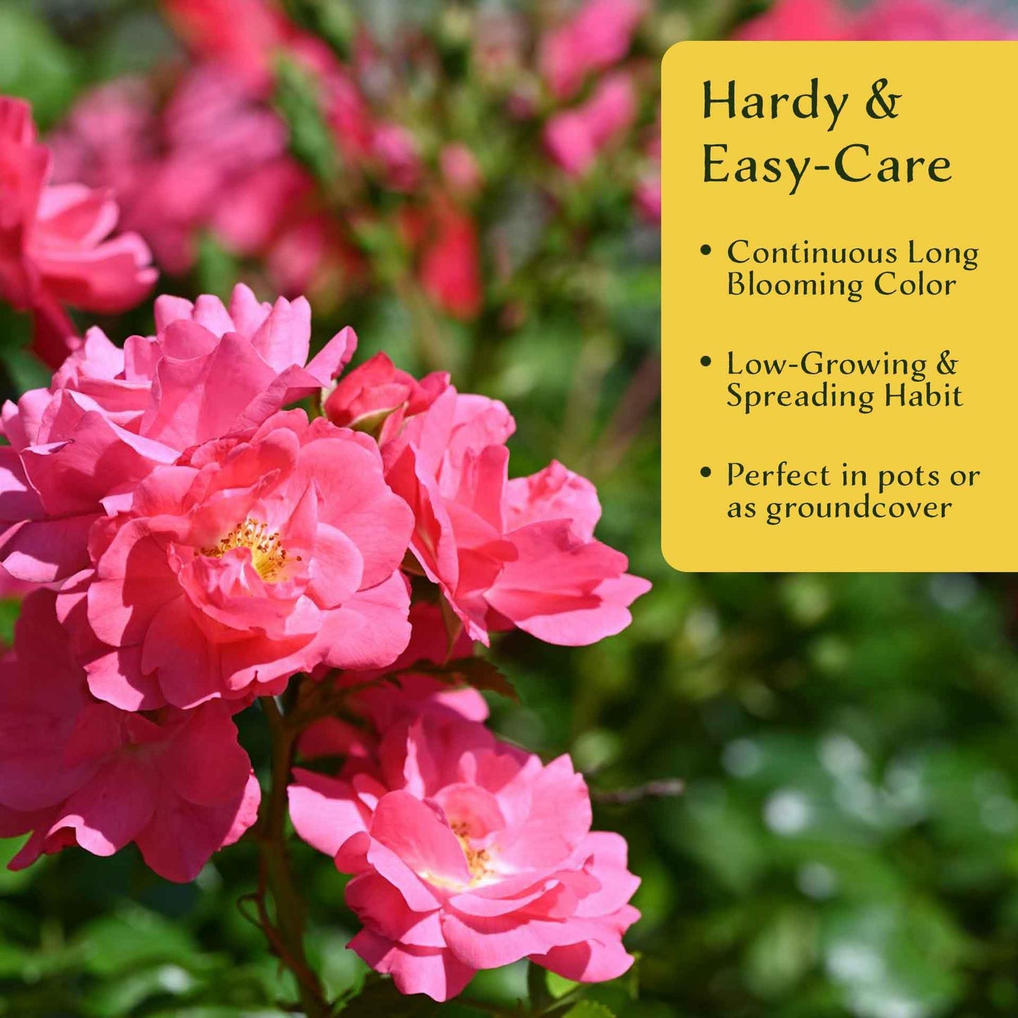 2 Pink Carpet Rose in 3.5” Nursery Cubes (Rosa ‘Flower Cover Pink’) | Low-Growing Groundcover Rose Shrub for Borders, Containers, and Mass Plantings | Ready-to-Plant Live Starter Plants