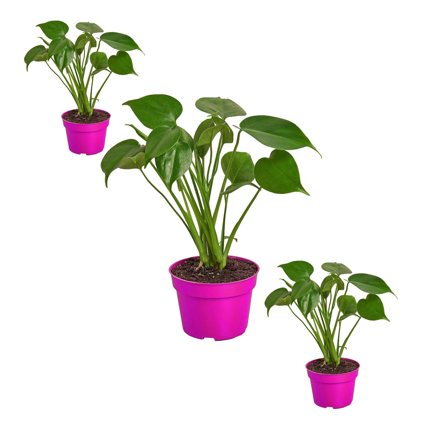3 Pack Philodendron Monstera Split-Leaf in 4in Pot - Live Plants Tropical Houseplants | Variegated | USA Growers | The Snobby Leaf