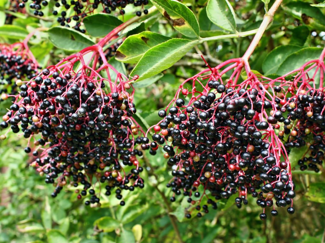 Set 3 American Elderberry Trees Live Plants for Planting, Black Elderberry Bush Live Plants, Sweet Elderberry Plants Live, Sambucus Canadensis Elderberries Fruit Trees 6 to 12 Inch Tall Bareroots