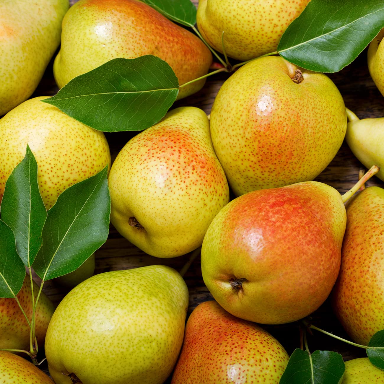 Perfect Plants Ayers Pear Tree 4-5 Feet | Live Trees for Outdoor Planting | Sweet Fruit for Fresh Eating or Canning | Sugar Pear Fruits Delicious and Healthy