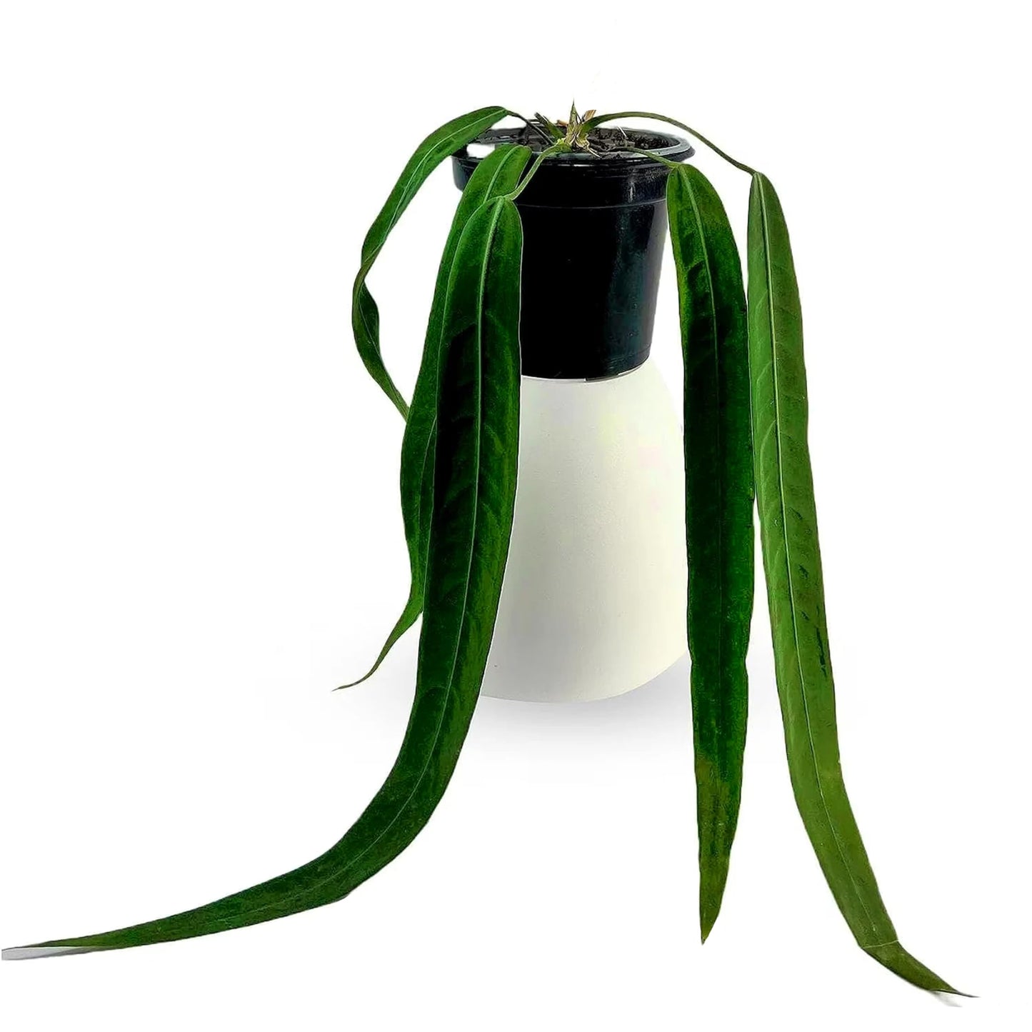 LEAL PLANTS ECUADOR Anthurium Pallidiflorum Live Plants| Green Live House Plant for Indoors|Rare and Exotic Indoor Plants for Living Room|Anthuriums Live Plants |Pallidiflorum Live Heart Plant