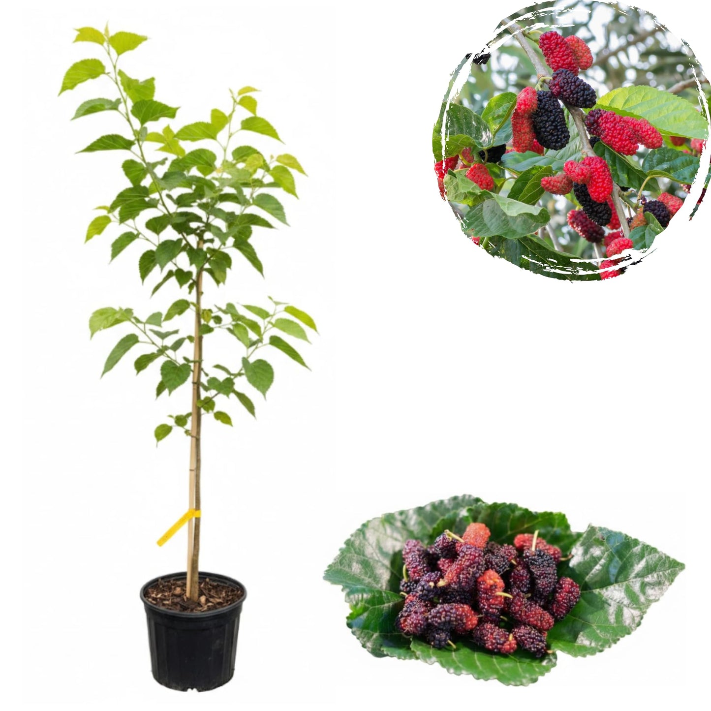Everbearing Mulberry Tree Live Plant for Growing, Black Mulberry Fruits Bush Plant Live 2 to 3 Feet Tall in 3 Gallon Pot, Can't Ship to CA