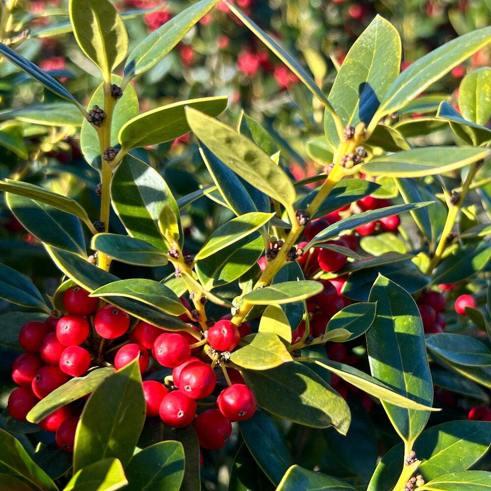 Carissa Holly (3 Gallon) - Evergreen Shrub