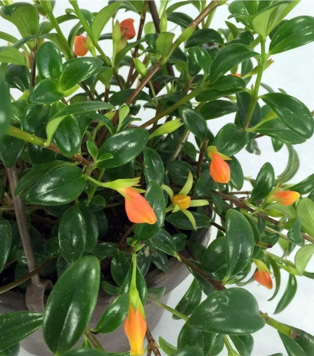 Trailing Goldfish Plant Live, Pet Friendly, Live Indoor Plant, 4 inch Pot - Hopewind Plants Shop