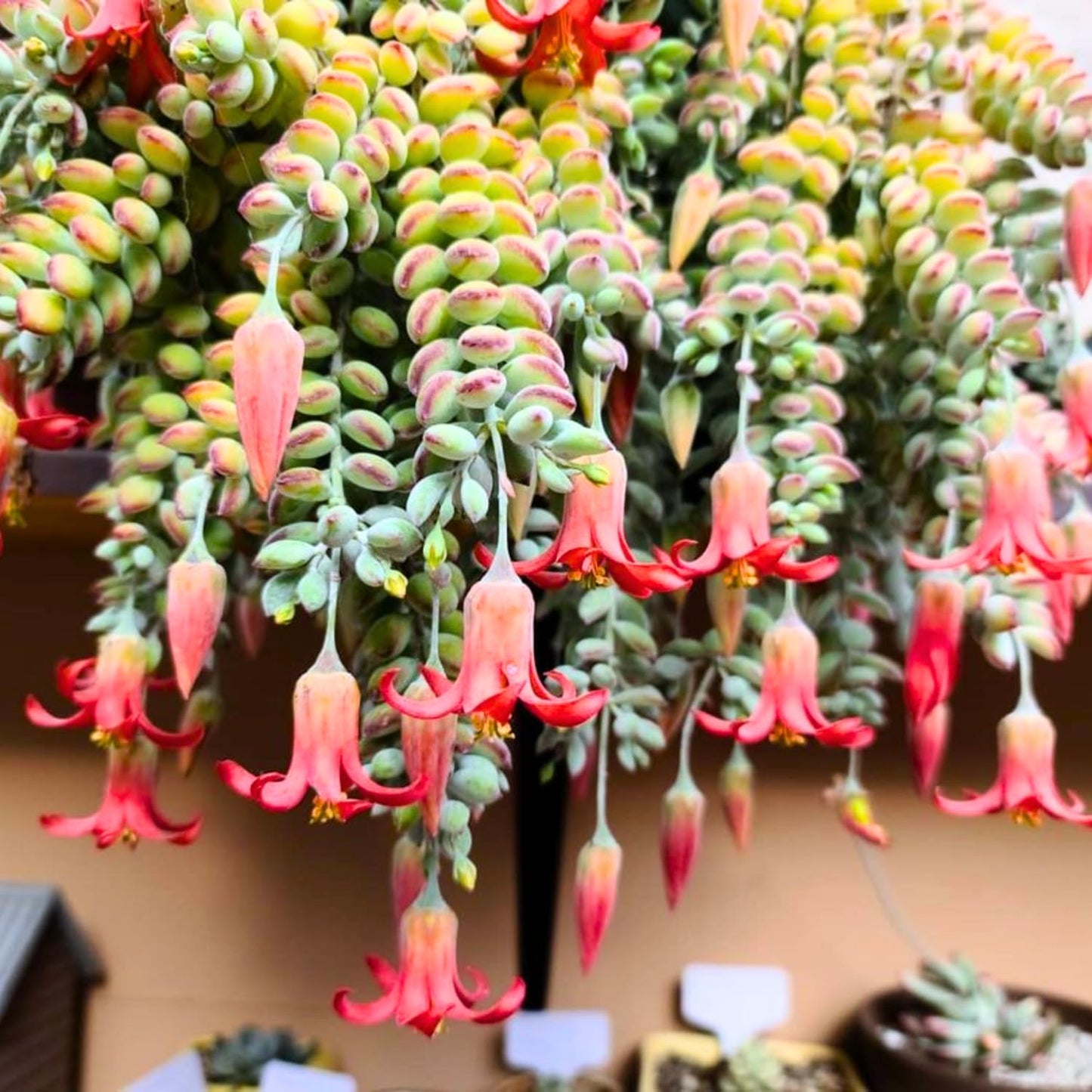 1 Cotyledon Pendens Succulent Plant Live, Trailing Succulent Live Houseplant in 2 Inch Pot, Ornamental Cotyledon Pendens