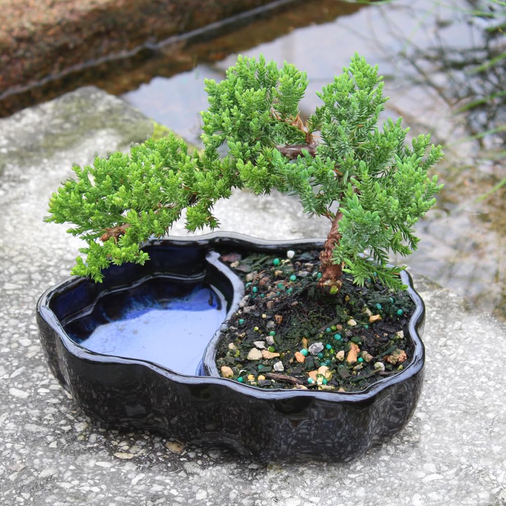 Brussel's Bonsai - Live Green Mound Juniper Bonsai Tree in Zen Reflections Pot, Outdoor Bonsai Tree Live Plant, 3 Years Old, 6-8 Inches Tall, Easy Care Bonsai for Patio Garden (Small)