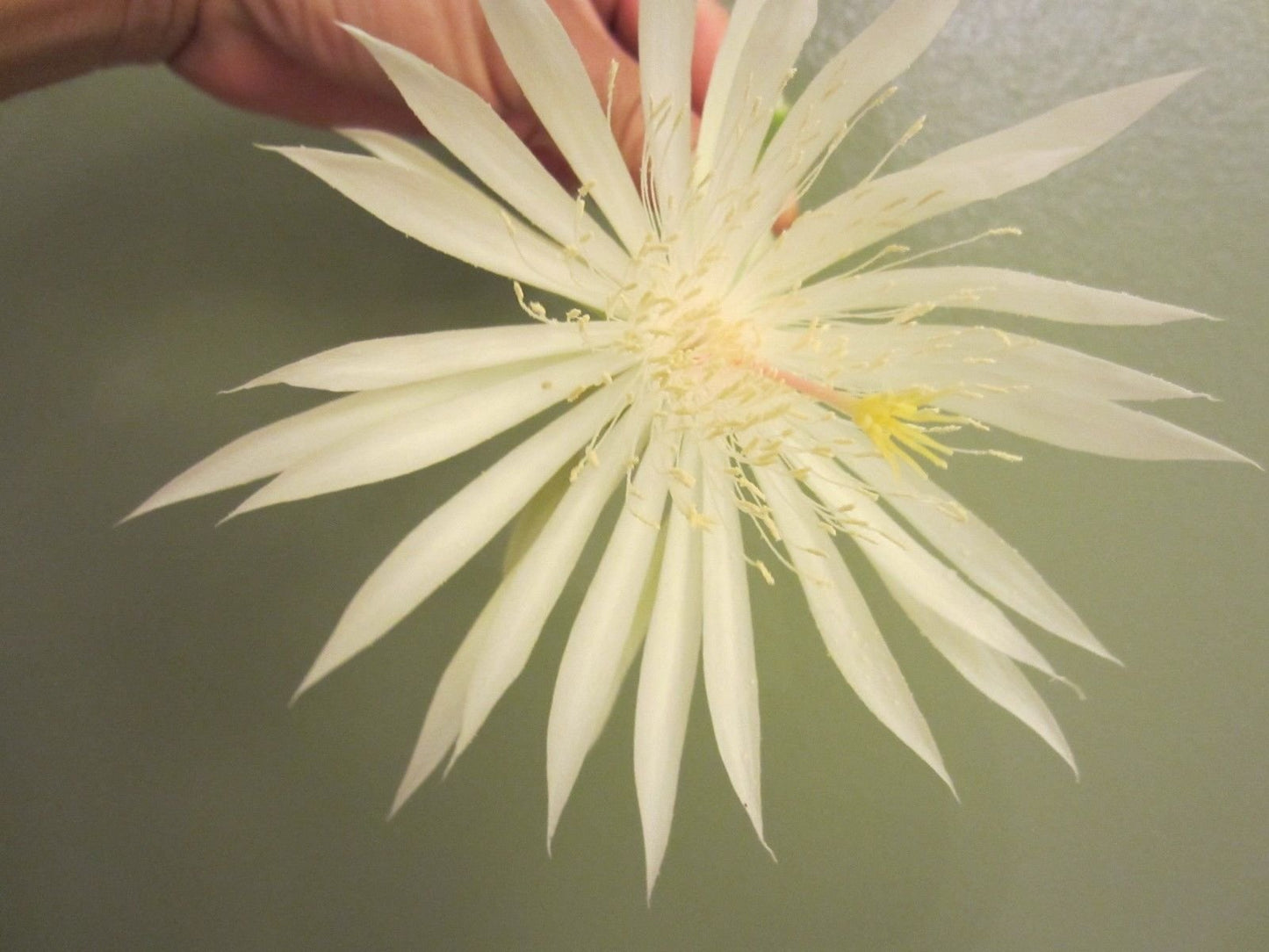 Epiphyllum Strictum Orchid Cactus Succulent