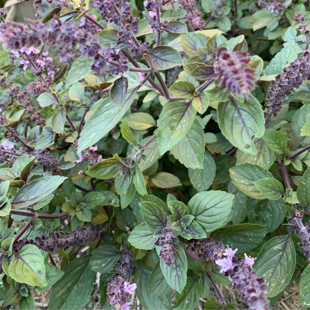 African Blue Basil Plant, 4-6" Tall Basil Plants, Live Herb Plant for Garden
