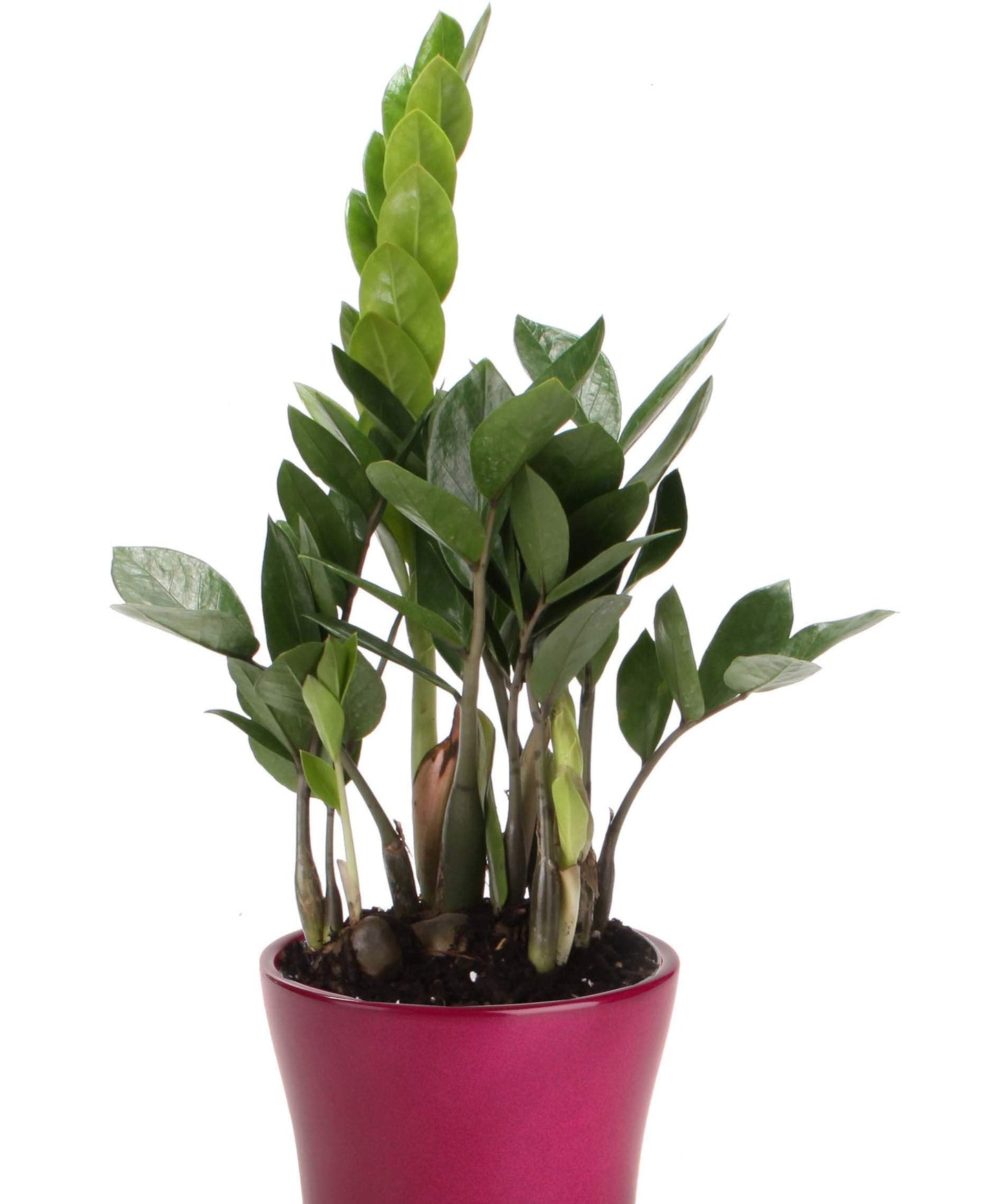 ZZ Plant - Live Plant in a 4 Inch Pot - Zamioculcas Zamiifolia - Beautiful Easy to Grow Air Purifying Indoor Plant