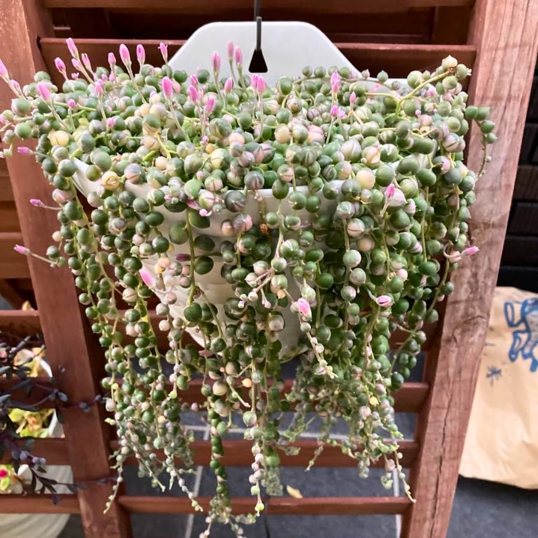 Variegated String of Pearls Live Plants, Easy Indoor Trailing Succulent in 4" Pot, Hanging Succulent Houseplant Indoor Outdoor Planting