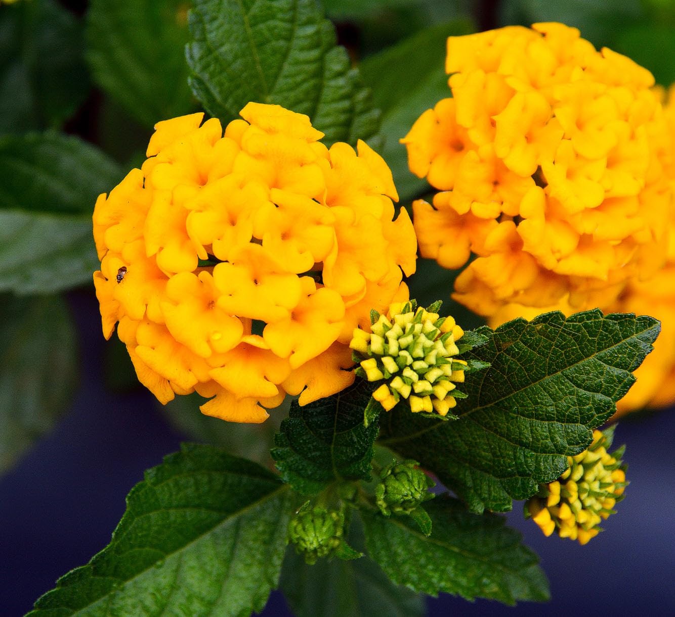 Lantana Plants Live - Chapel Hill Gold Pack of 3 Lantana Live Plants for Planting - 4-6 Inches Tall - Pollinator-Friendly, Container-Friendly, Easy Care