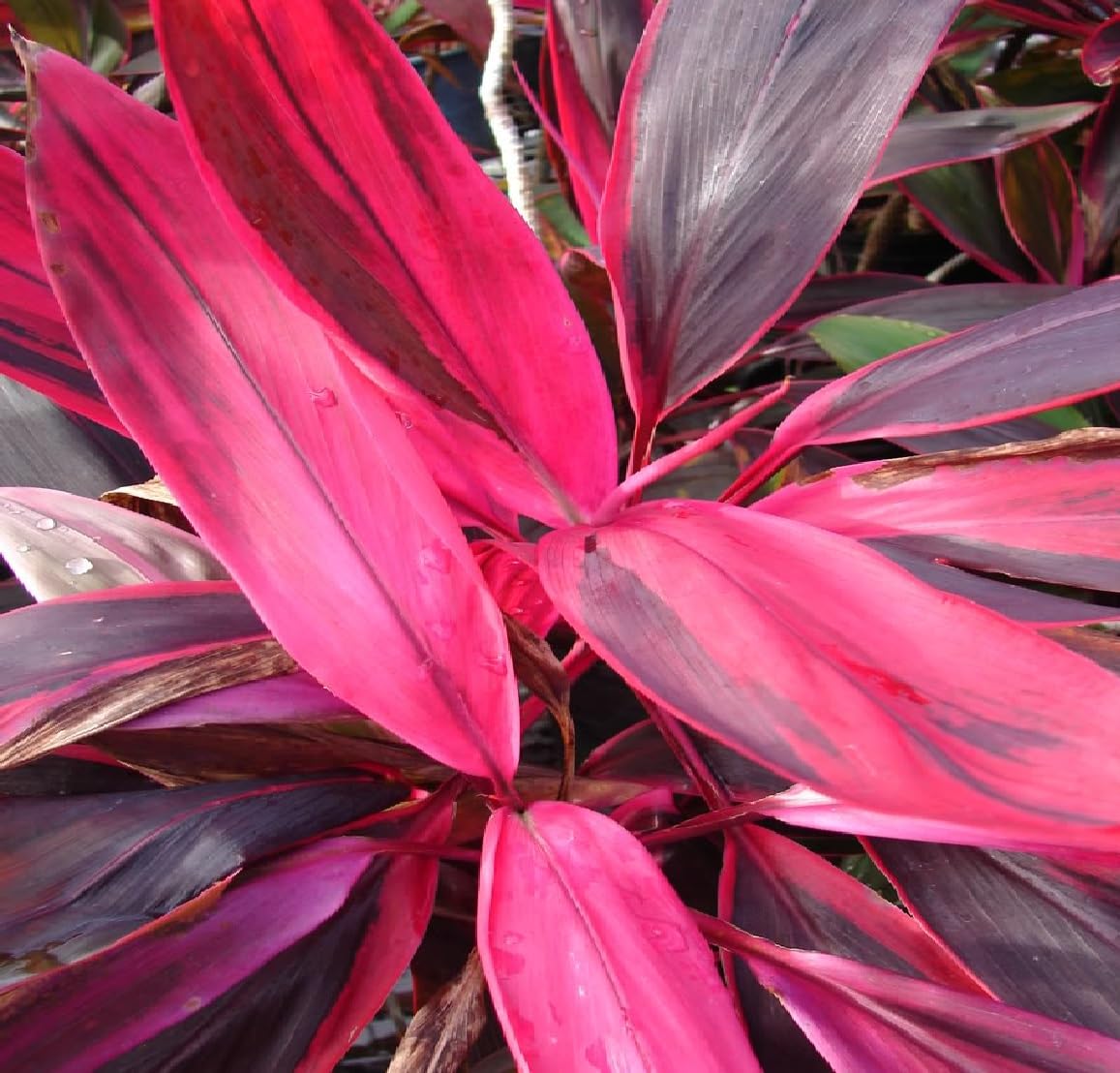 Hawaiian Red Ti Leaf Plant Logs Live Indoor/Outdoor Tropical Plants - 2 Cordyline Fruticosa Cutting Logs - Easy Care Good Luck Plant