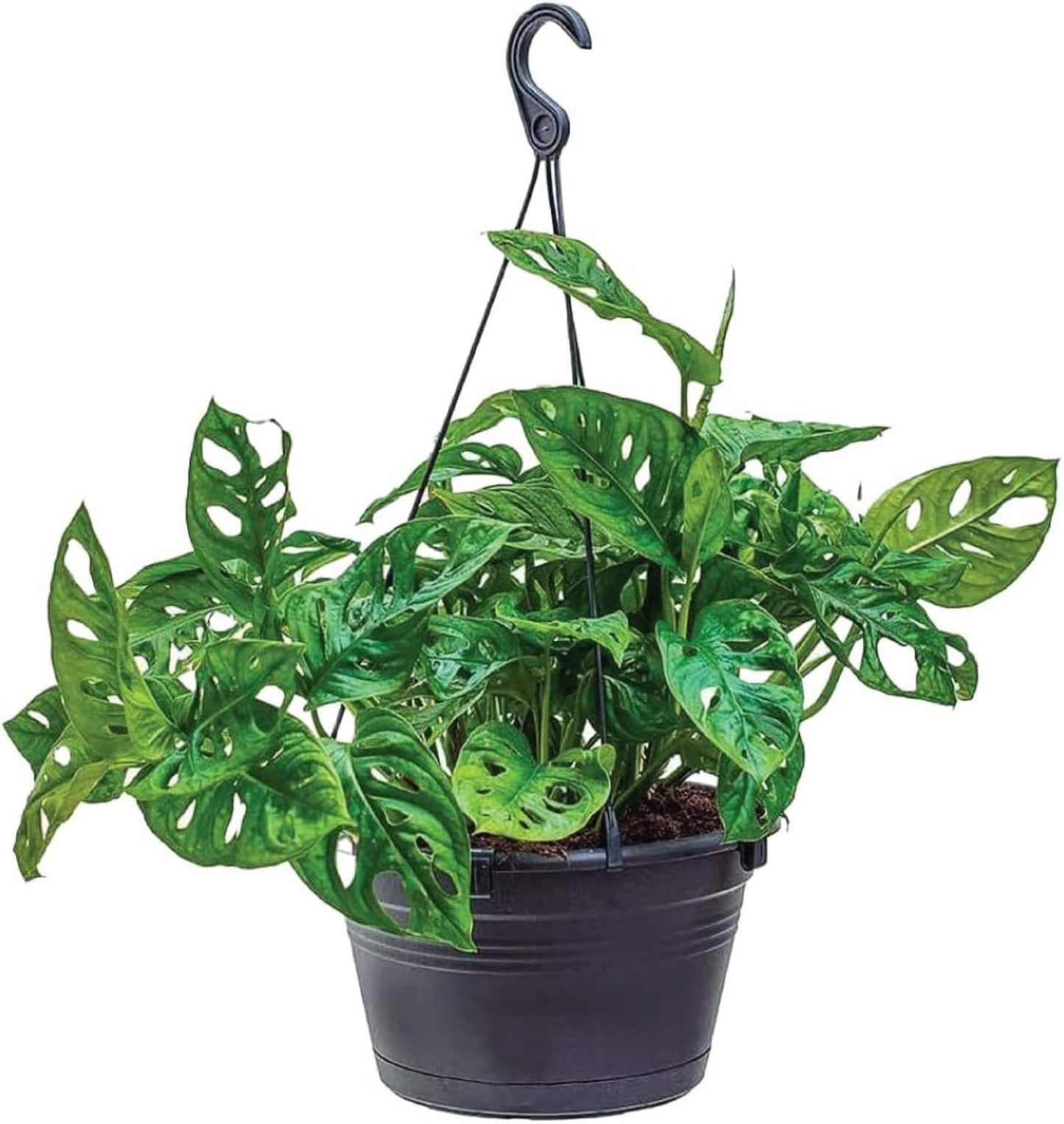 American Plant Exchange Monstera Adansonii – Live 8-Inch Hanging Basket Swiss Cheese Vine Plant, Easy-Care Trailing Houseplant, Low-Maintenance Air Purifying Plant for Home, Office & Garden Décor