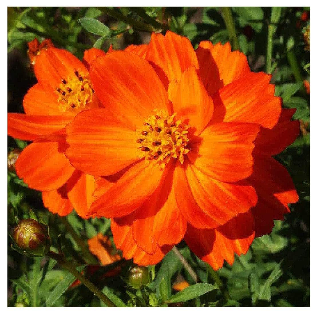 Gold Crest Cosmos - Long Blooming Season - 2 to 3 Feet Tall