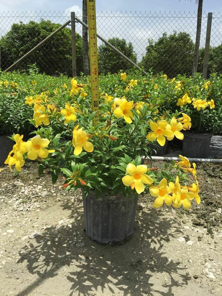 Live Plant - Brown Bud Allamanda Hendersonii Vine Plant Tropical Yellow Big Bell Flower