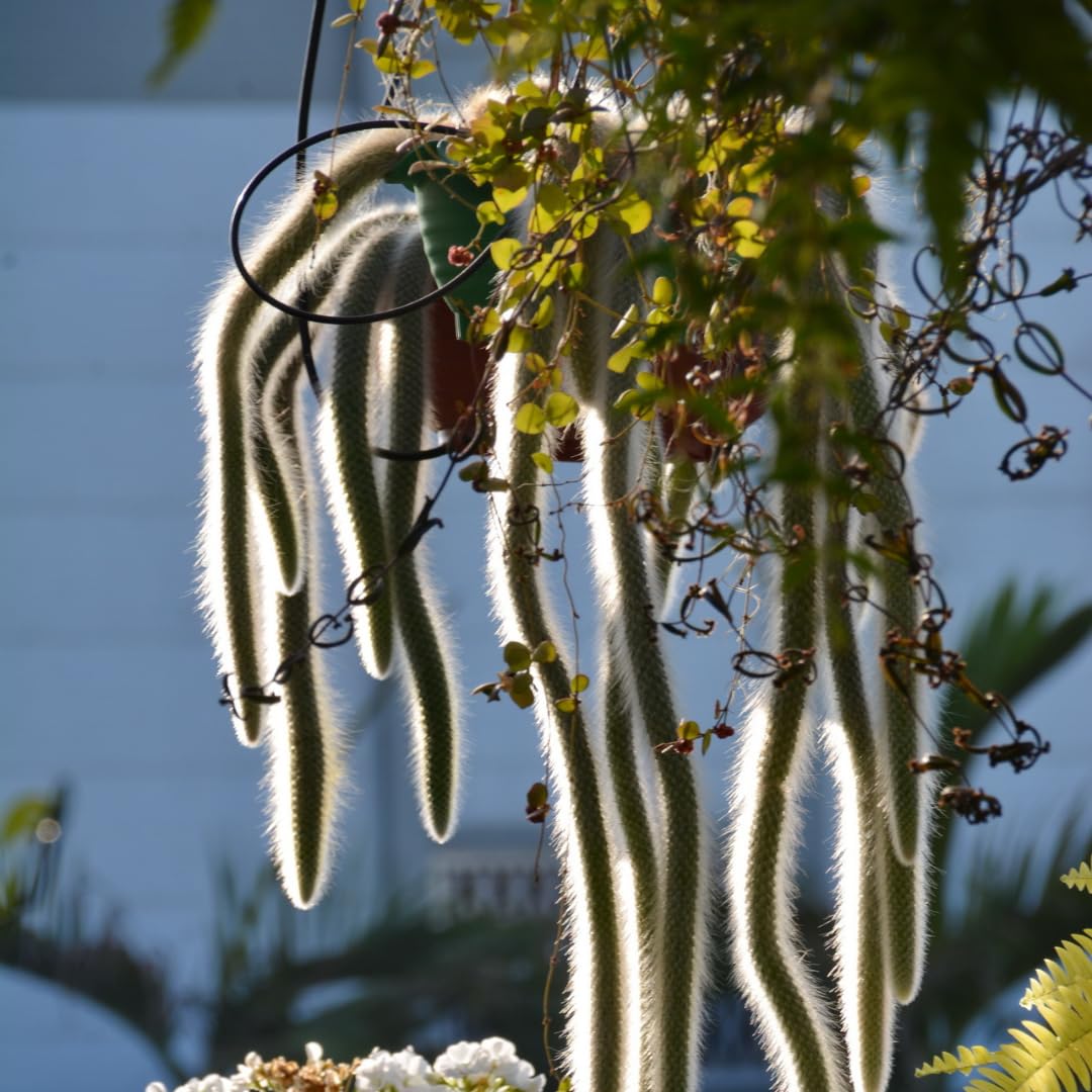 Trailing Monkey Tail Cactus Plant Live for House Plant, Live Succulents Plant for Planting Indoor Oudoor, 6 to 8 Inches Tall, No Pot