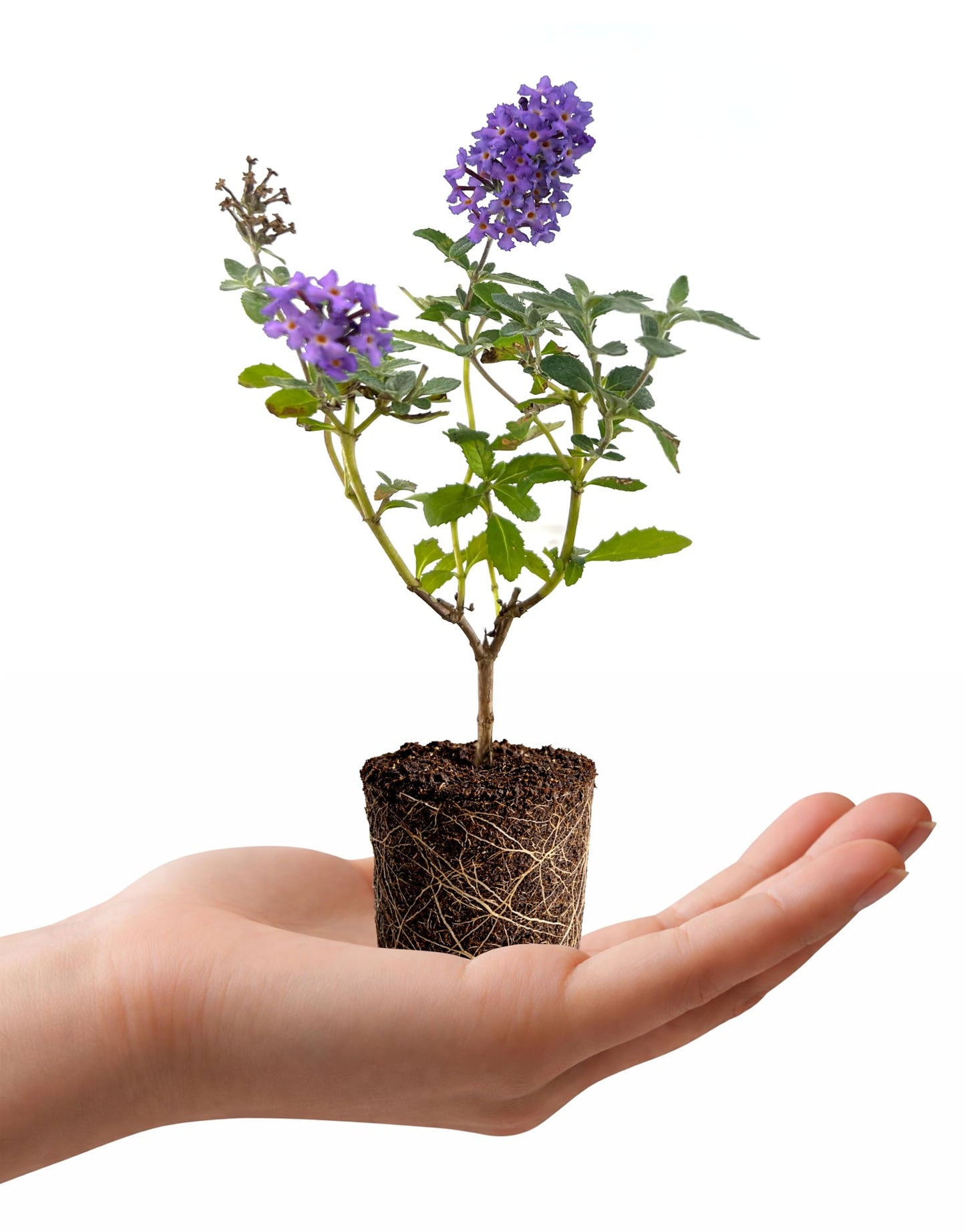 Buddleia Davidii Butterfly Bush Flutterby Petite Blue Heaven | 1 Live Plants | Fragrant Blooms, Attracts Butterflies, Drought Tolerant, Long Bloom Season, Compact Growth, Full Sun