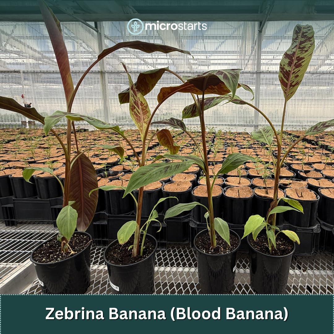 Zebrina Banana, Blood Banana - 1 Plant - Ornamental Tropical Plant