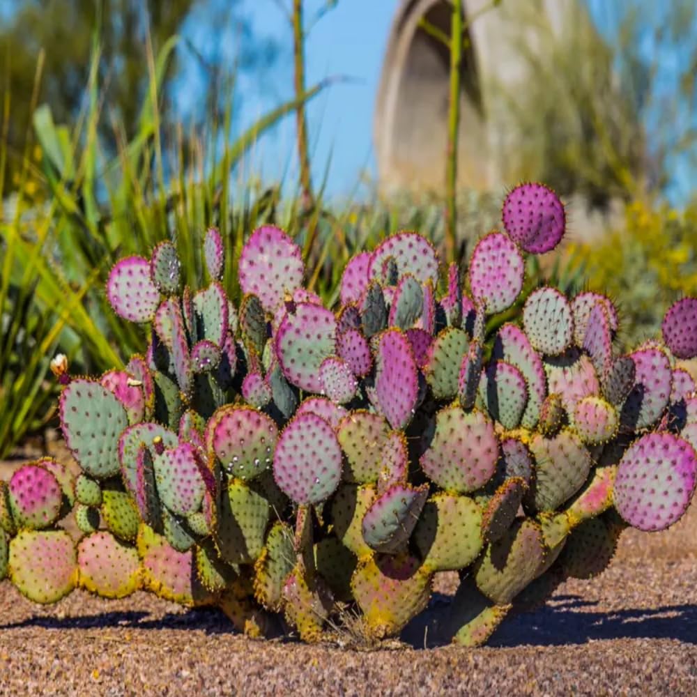 Prickly Pear Cactus Plant, Purple Prickly Pear Live Plant Perennial Outdoor Garden 3-5 Inches