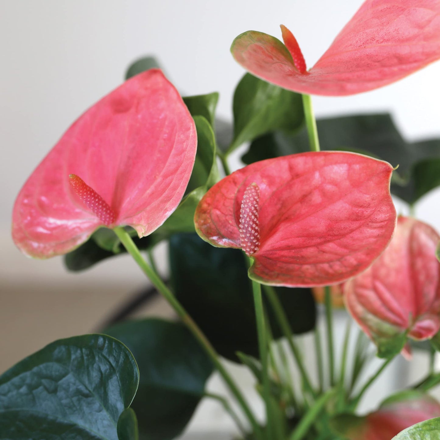 Green Circle Growers 5" Pink Anthurium in Cream Jute Pot, Live Indoor Plants, House Plant
