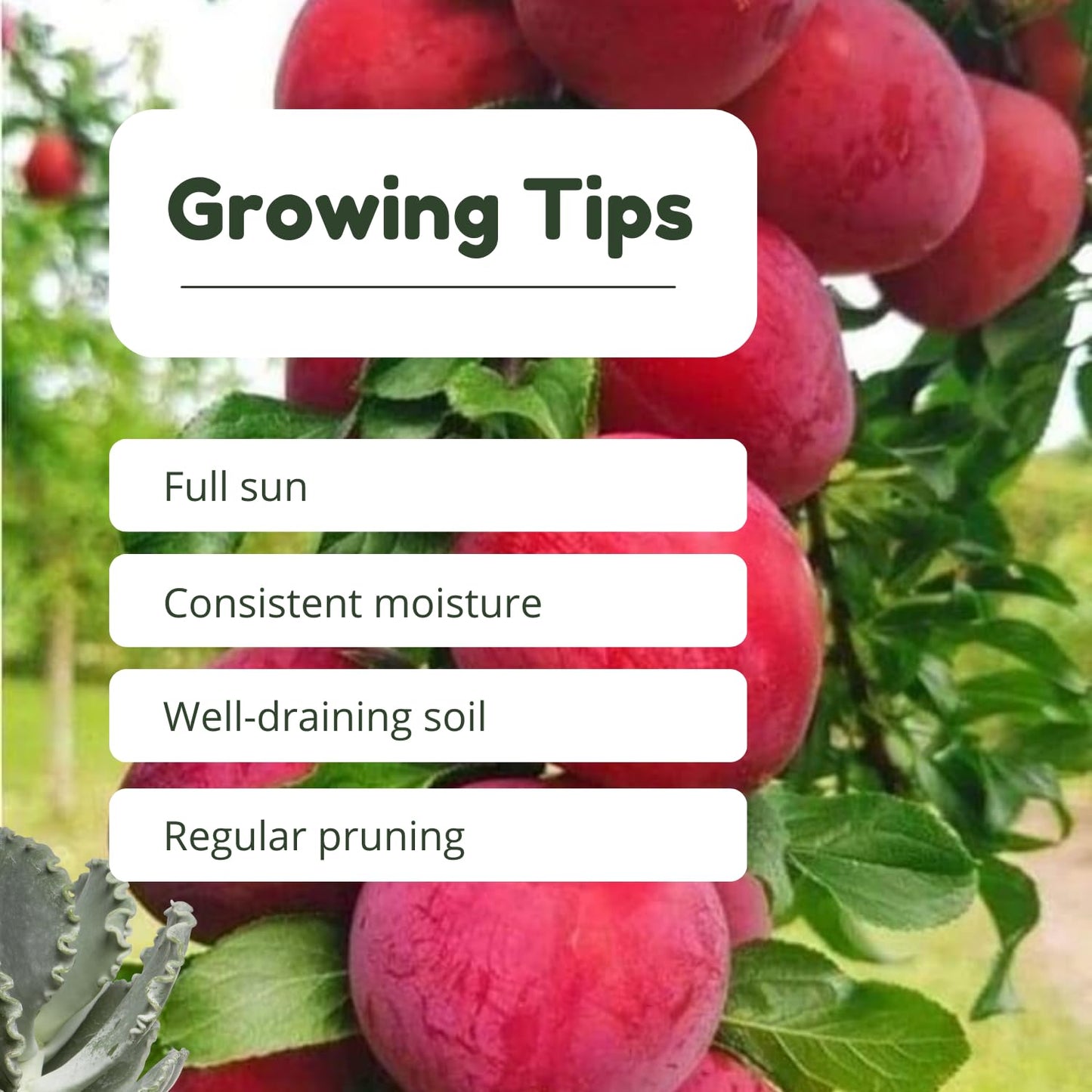 Red Plum Tree Live Plant 2-3 Feet Tall, Sweet, Juicy Fruit Tree for Garden or Patio, Hardy, Winter Dormant, Bareroot No Leaves