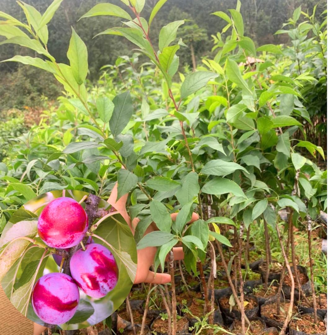 1-2 Feet Plum Tree Live Plant for Planting, No Pot Plum Tree Sweet Fruit, Cold Hardy, Dormant in Winter, Spring Planting