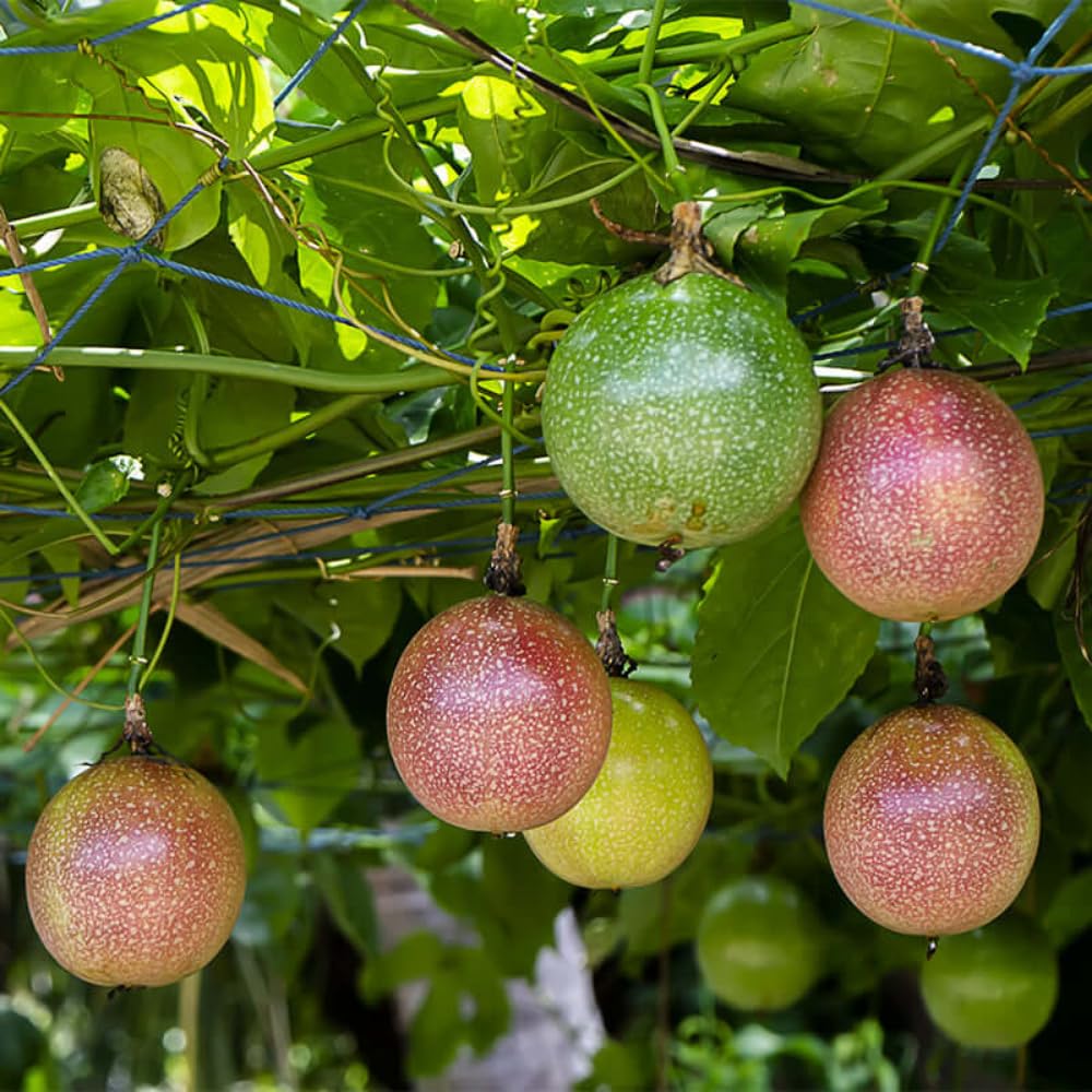 Passionfruit Plant, Passion Fruit Vine 5-8'' Tall, Hardy Fruit Tree Live for Home Gardens and Containers Planting (Purple Passionfruit)