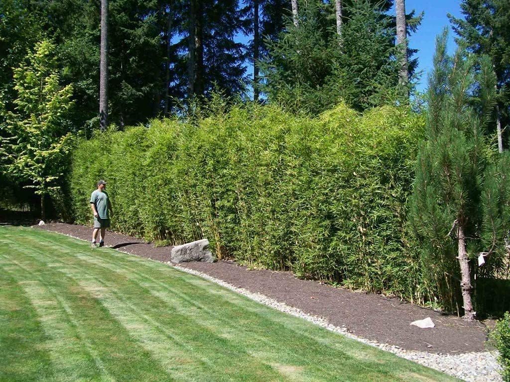 Golden Hedge Bamboo | 2 Extra Large Trade 3 Gallon Plants | Bambusa Multiplex | Clumping Non-Invasive Screening Live Bamboo