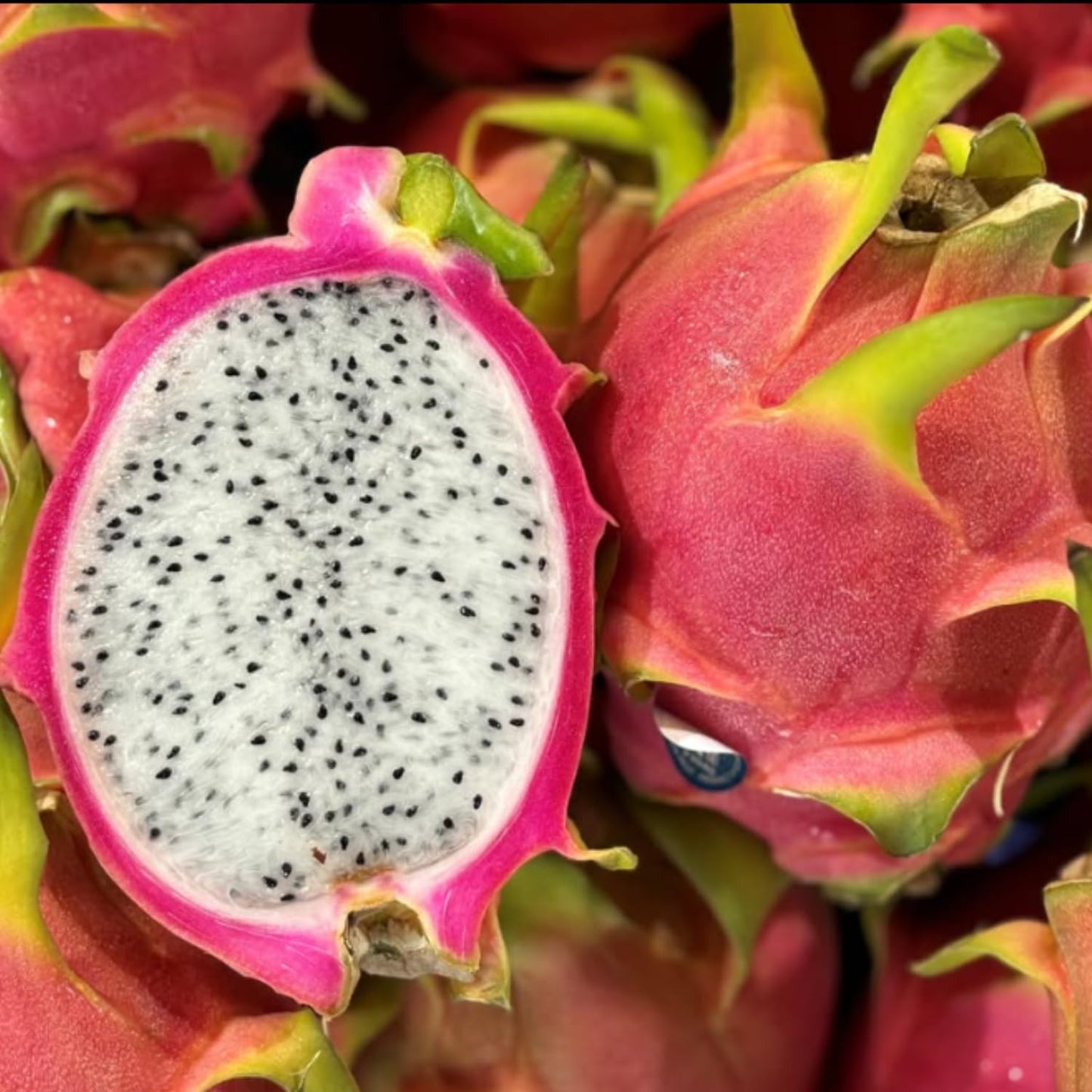 White Dragon Fruit Tree Live Plant, Dragon Fruit Live Plants in 4 Inc Pot, Tropical Fruit for Outdoor Planting