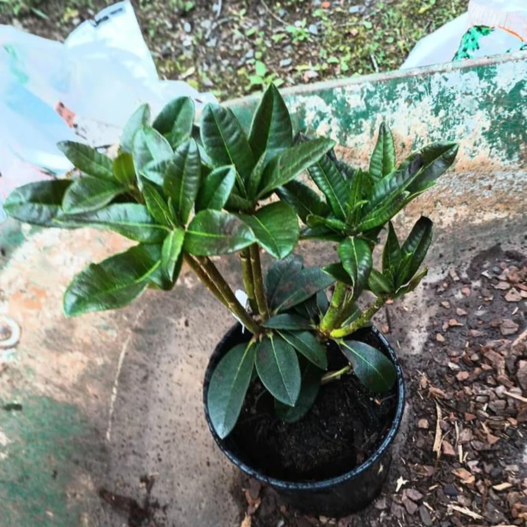 1-2 Ft Purple Magenta Rhododendron Plants Live, Azalea Rhododendron Bush Shrubs in 1 Gallon Pot for Planting, Azalea Bush Ready Plant, Live Rhododendron Plant Azalea