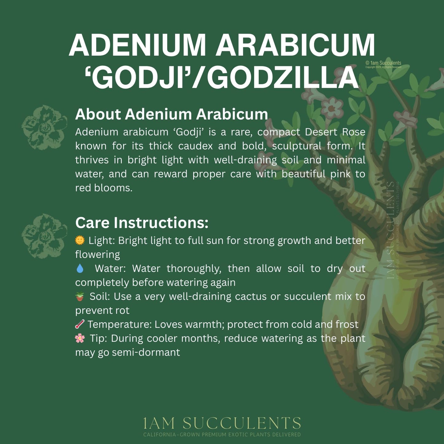 Rare Adenium Arabicum Godji Live Plant – Desert Rose Succulent – Thick Caudex Bonsai Plant – Drought Tolerant Exotic Houseplant