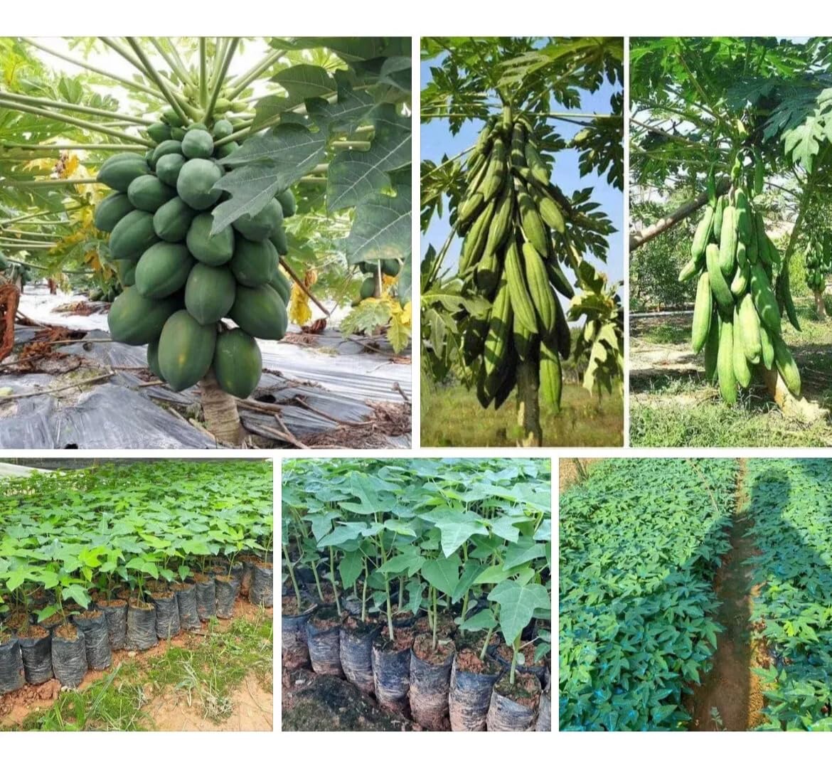 HIGH Germination Mix Papaya 50+ Seeds Đu Đủ Dwarf and Long Non GMO Heirloom - Very Fresh, Rare, Organic, High Yielding, Fast-Maturing and Sweet Flavor - Compact Size for Small Spaces