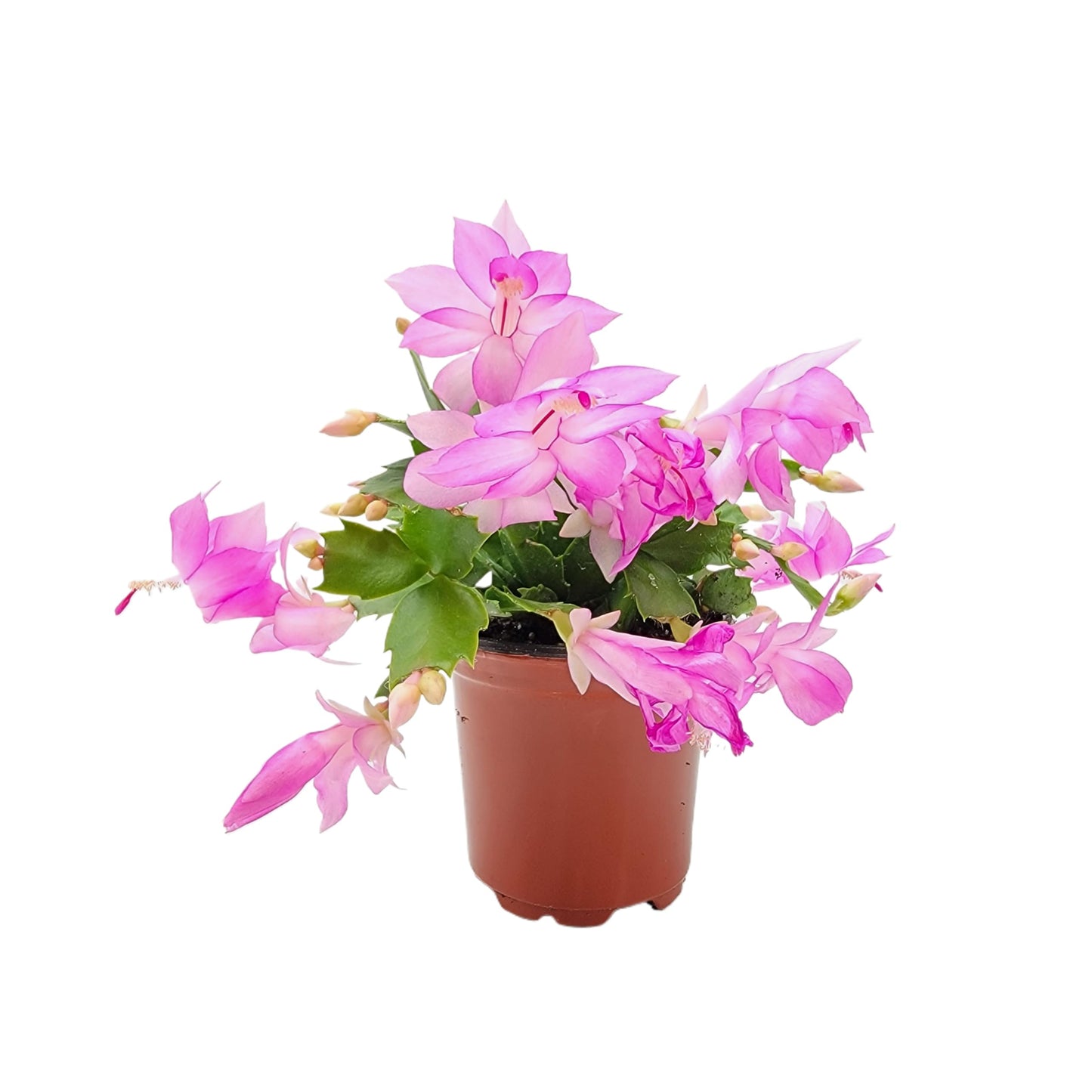 Wonderland Flora Thanksgiving Cactus, Pink Seasonal Blooms, Live Indoor Plant, Flowering Houseplant, Christmas Cactus, 4-Inch Pot, Holiday Decor, Pet Safe, Free Heat Pack