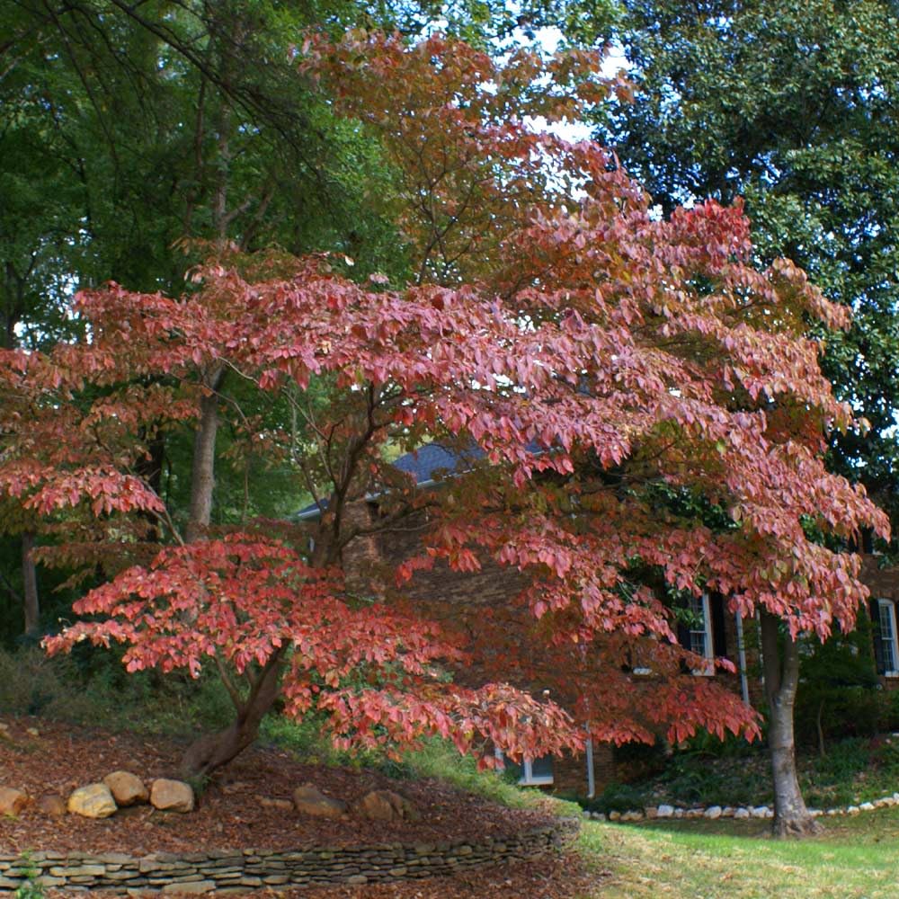 5 Kousa Dogwood Trees - 10-18" Tall Live Plants - White Ornamental Japanese Flowering Trees - Cornus kousa - (5 Pack)