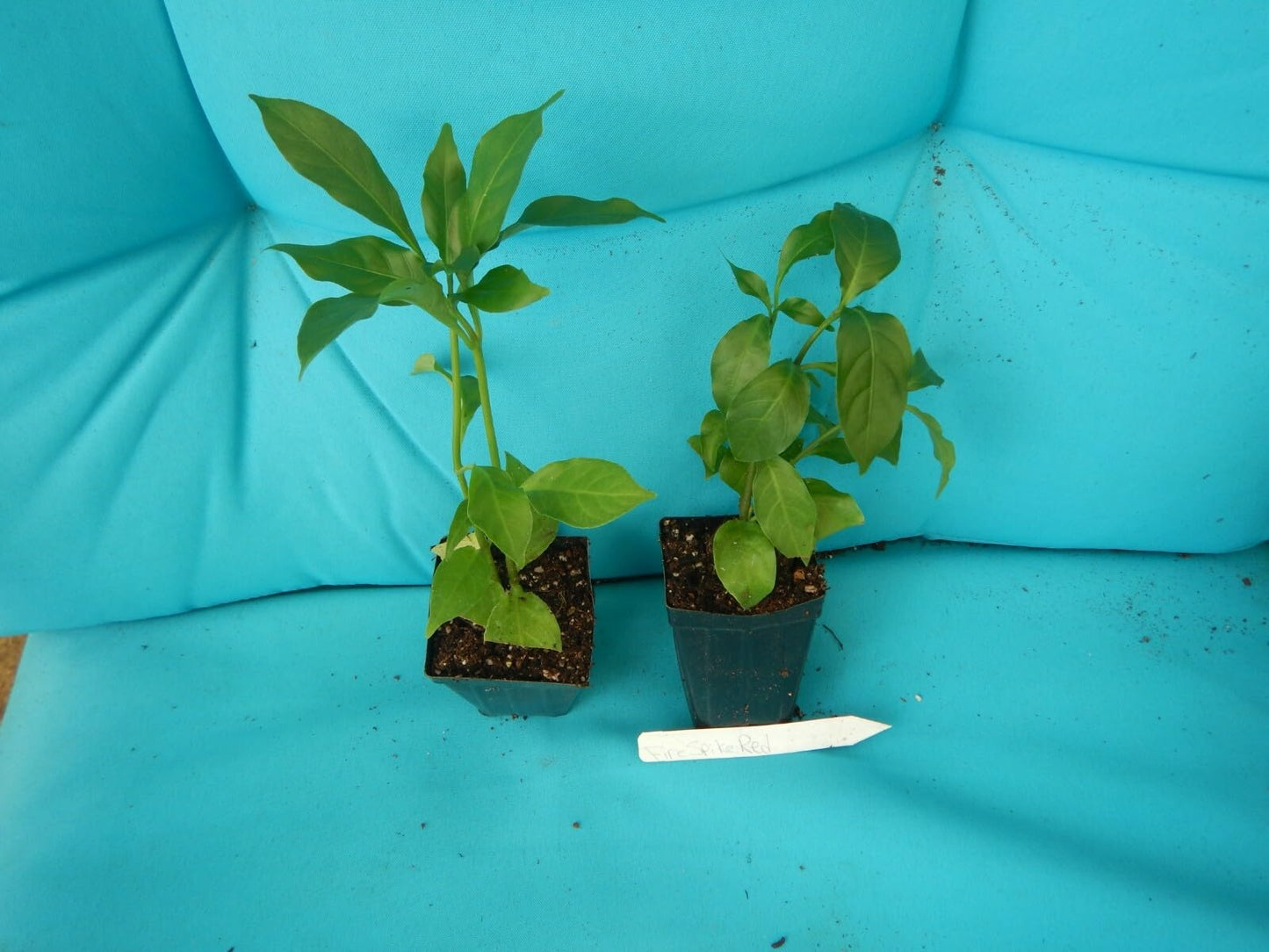 Live Plant - Fire Spike Red Odontonema Strictum Rooted Starter Plant Attracts Hummingbirds